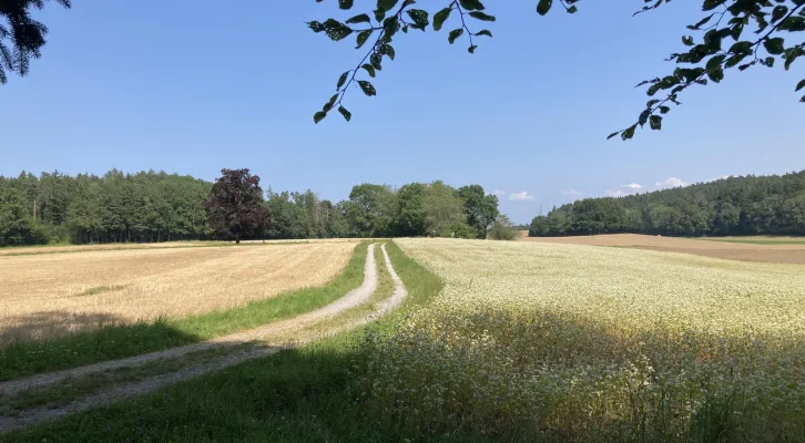 Weg (Foto: Matthias Stauffer) Weg: Feld mit Naturweg (Foto: Matthias Stauffer)