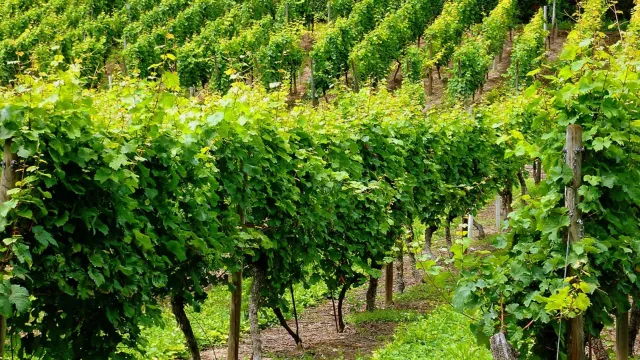 Wein GD (Foto: Günter auf Pixabay) Wein GD (Foto: Günter auf Pixabay)