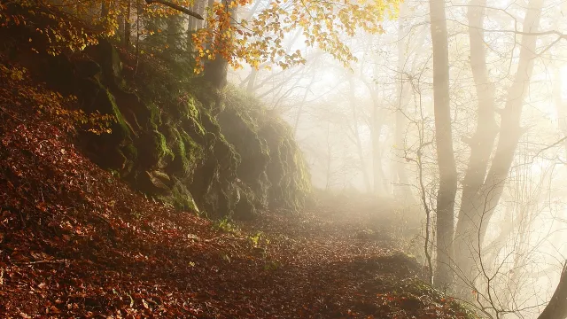 2025 Herbst_Pixabay (Foto: Pixabay) 2025 Herbst_Pixabay (Foto: Pixabay)